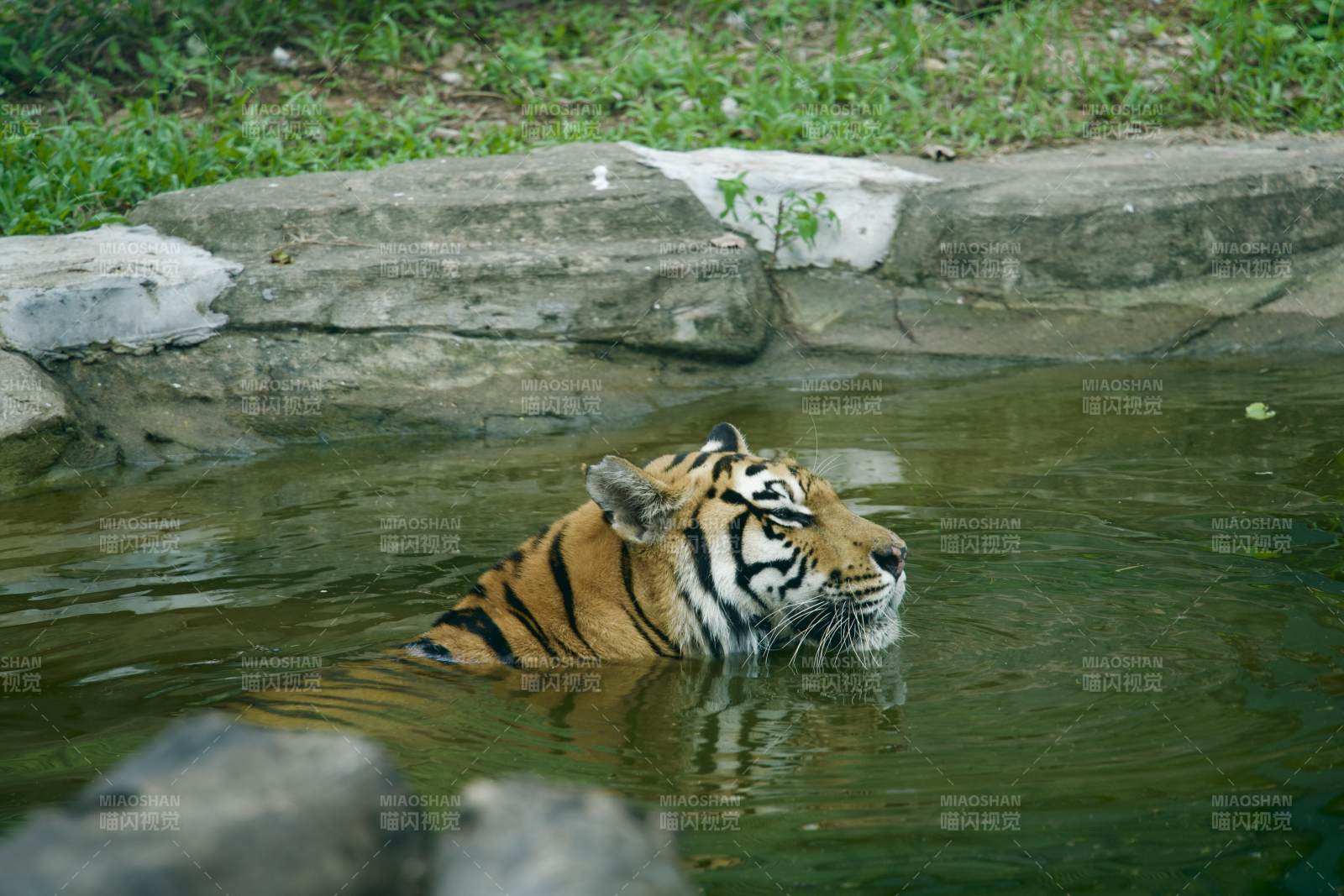 虎在水中游图片