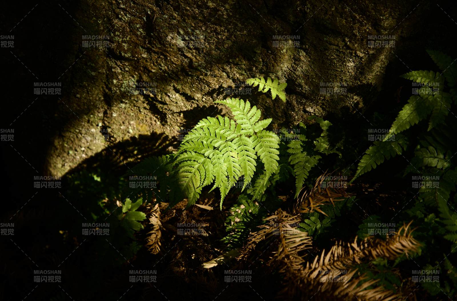 岩缝中的绿蕨图片
