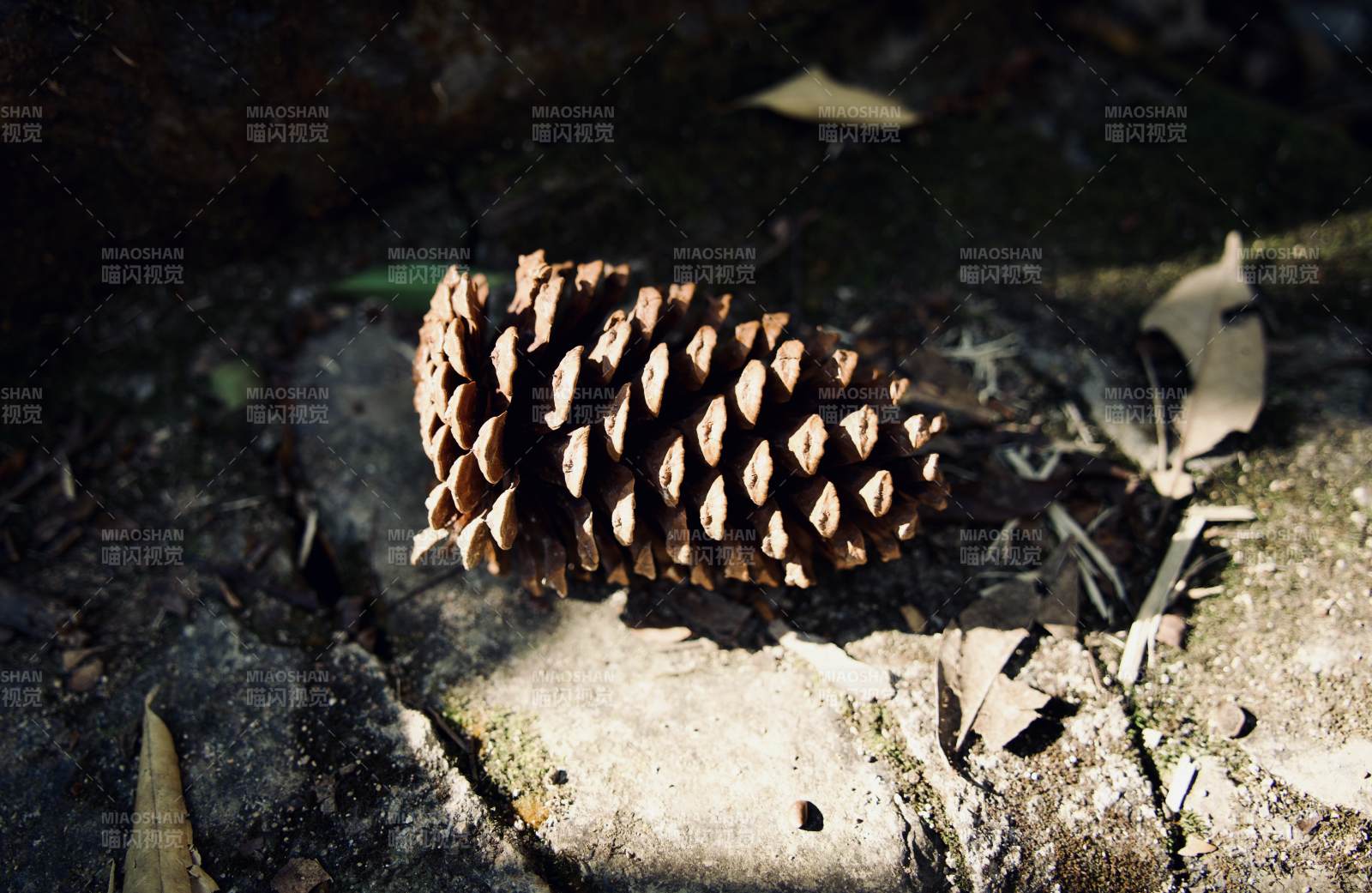 松果静卧石上图片