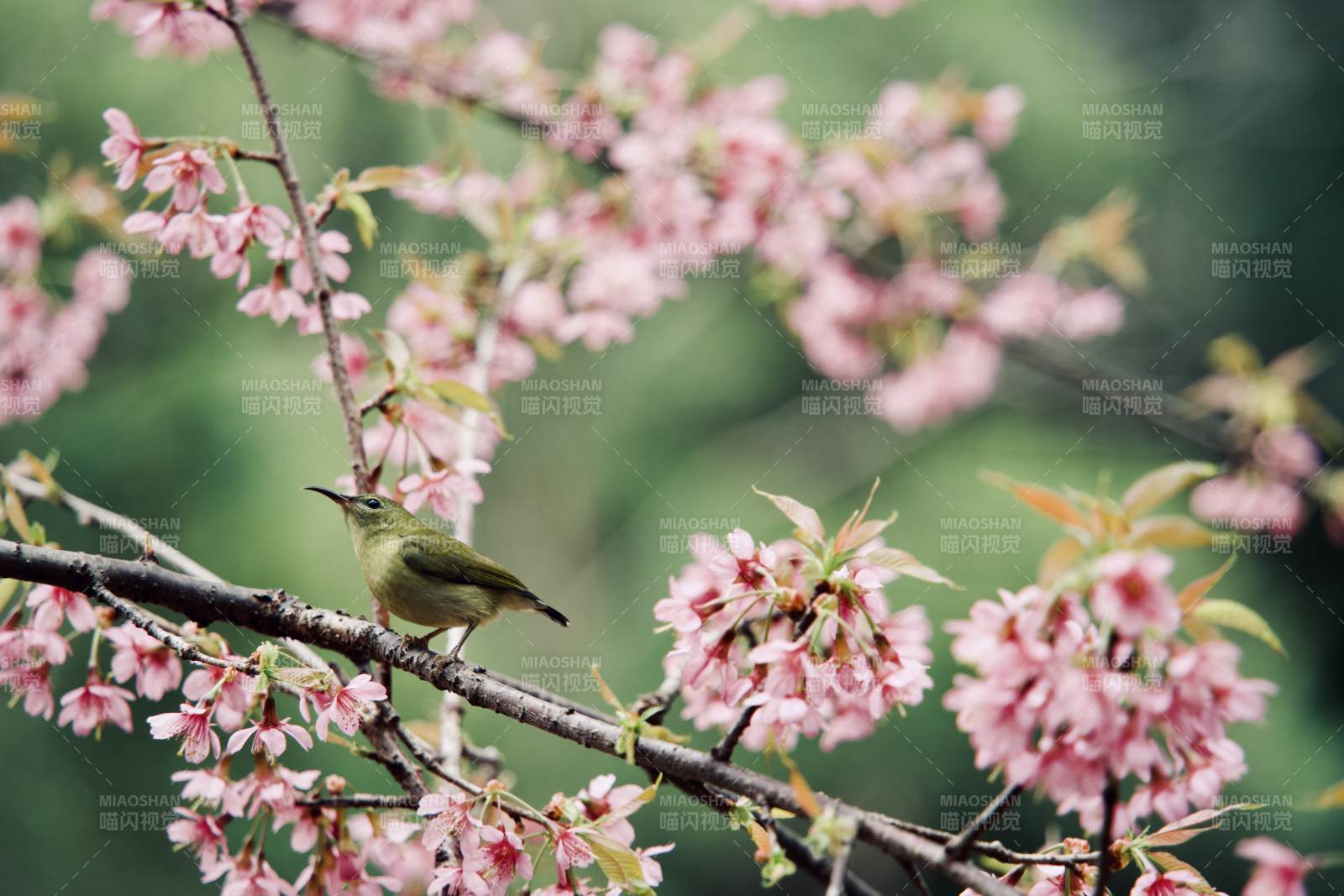 樱花枝头小鸟栖图片