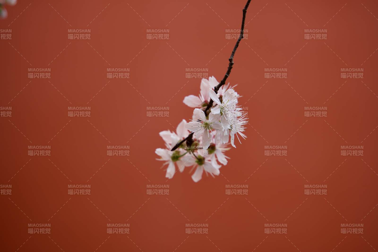 枝头绽放的白色花朵图片