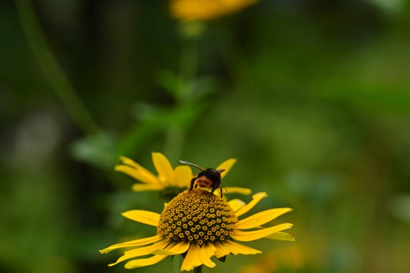 勤劳小蜜蜂图片