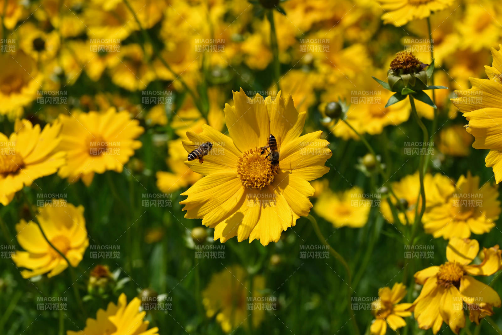黄花蜂舞图片