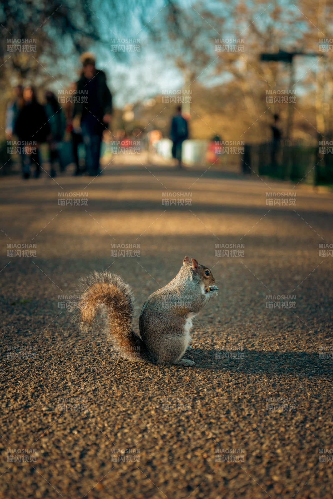 松鼠觅食街头图片