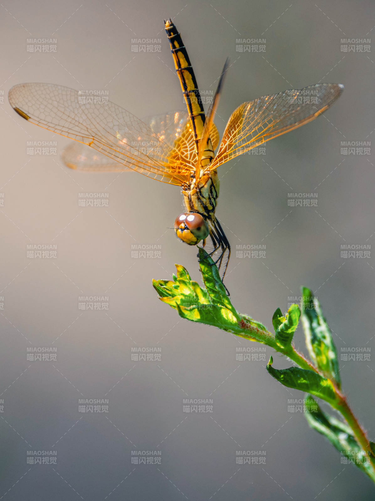 蜻蜓栖枝图片