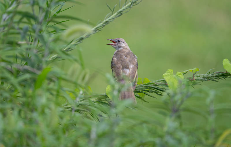 小鸟鸣叫于绿叶间图片