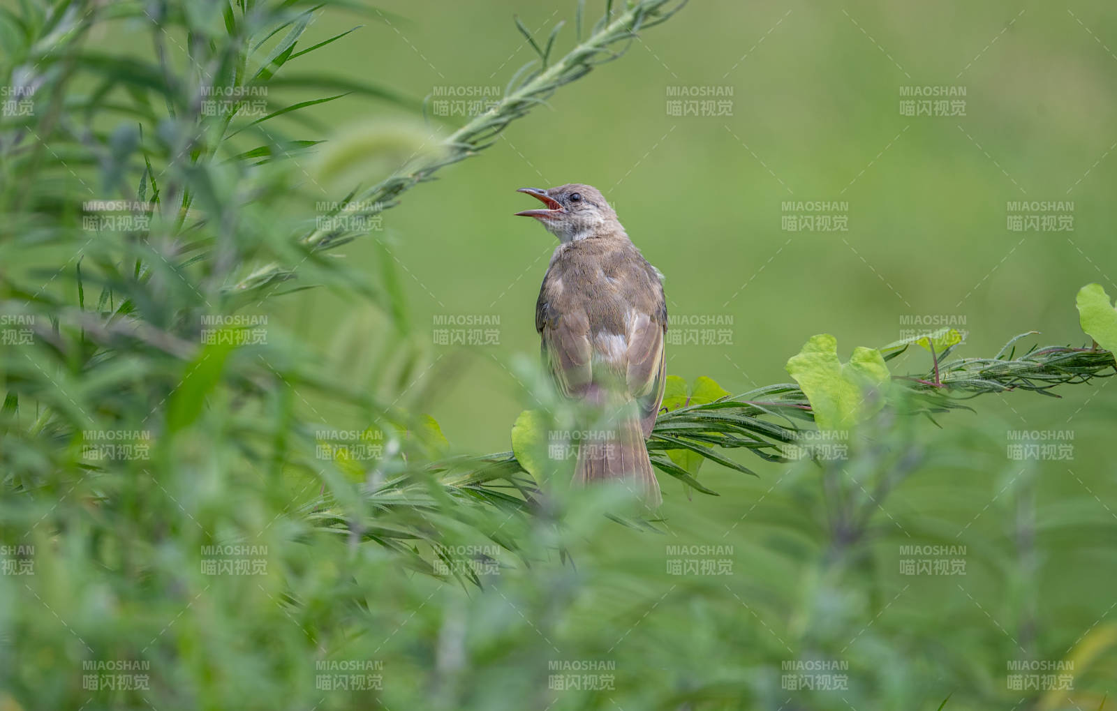 小鸟鸣叫于绿叶间图片