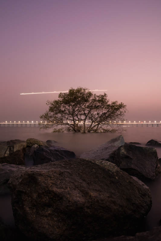深圳宝安红树林图片