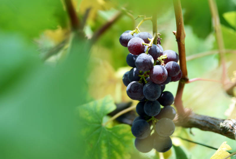 紫葡萄挂枝头图片