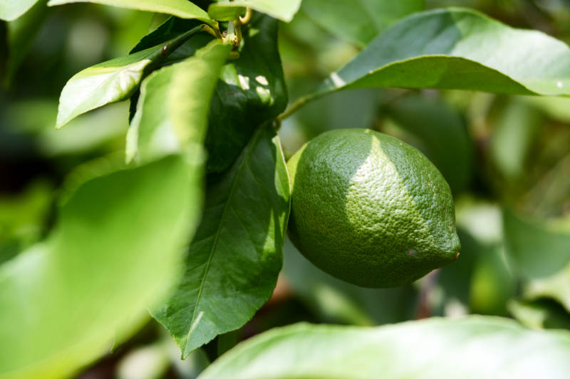 青柠挂枝头图片