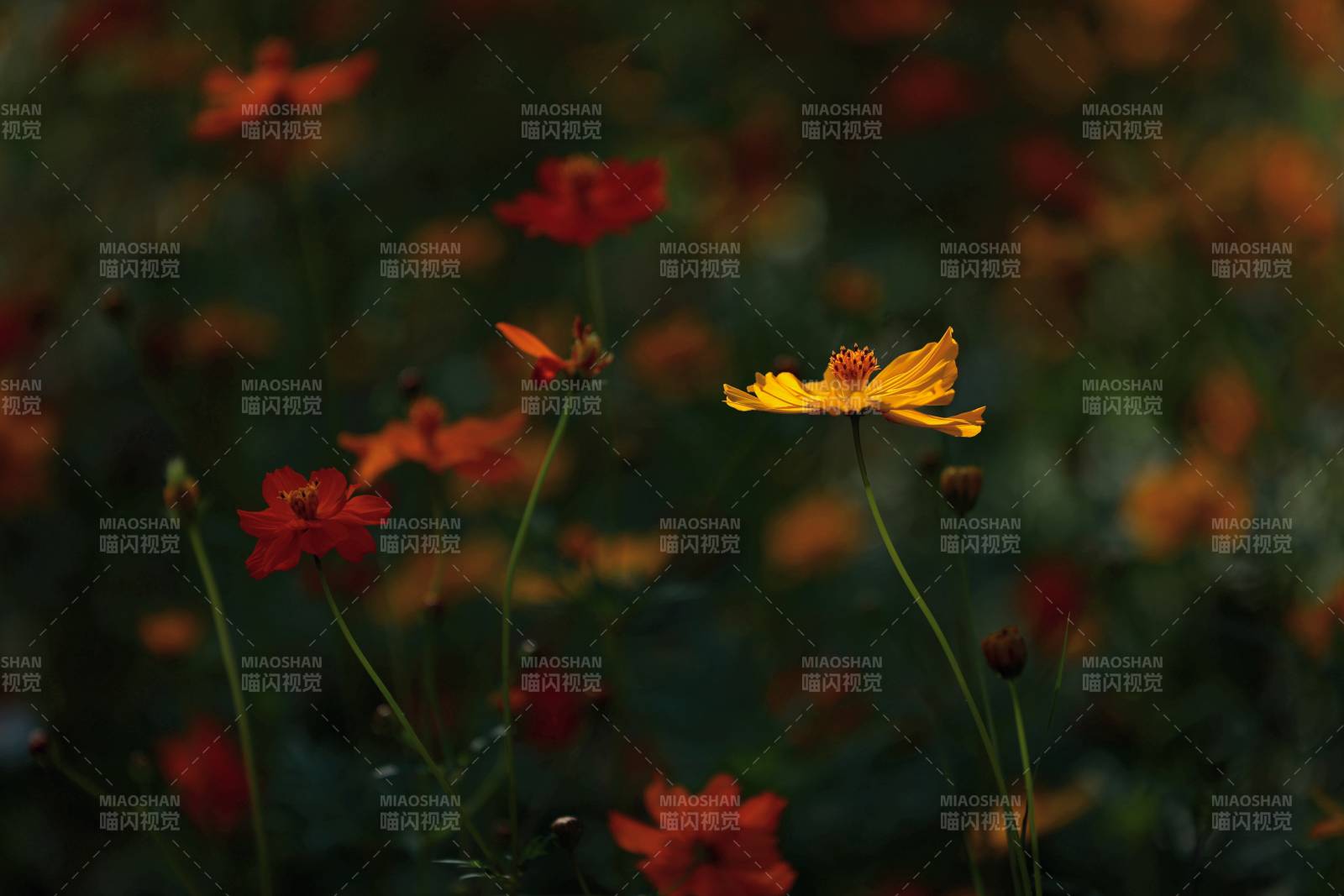 黄秋英花影图片