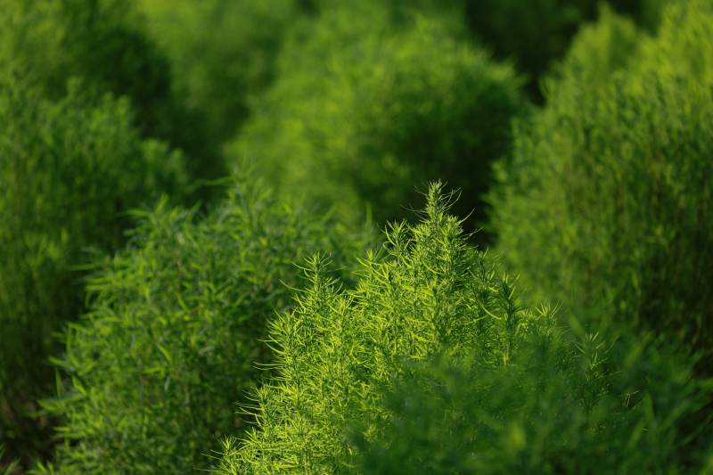 翠绿植物丛生图片
