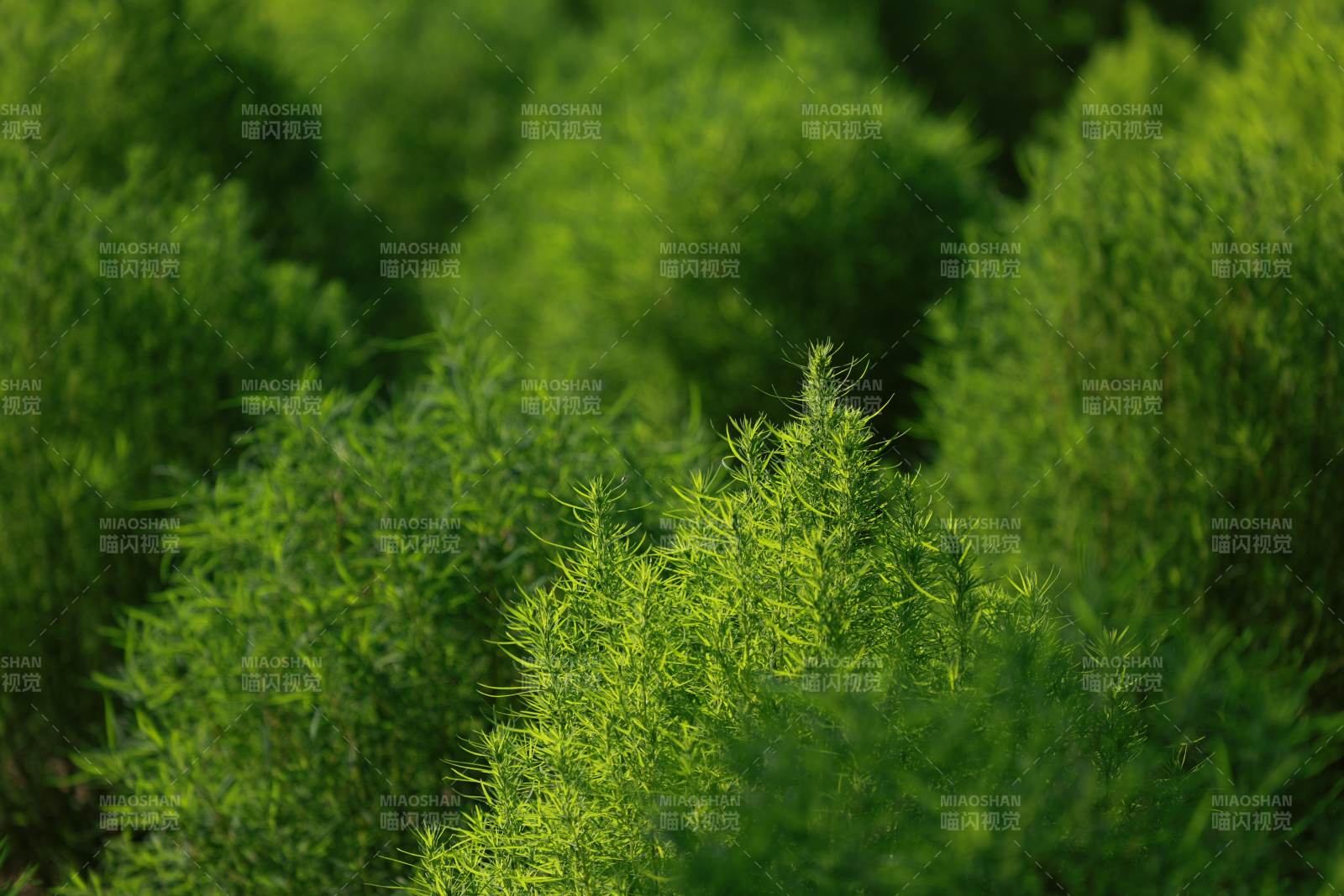 翠绿植物丛生图片