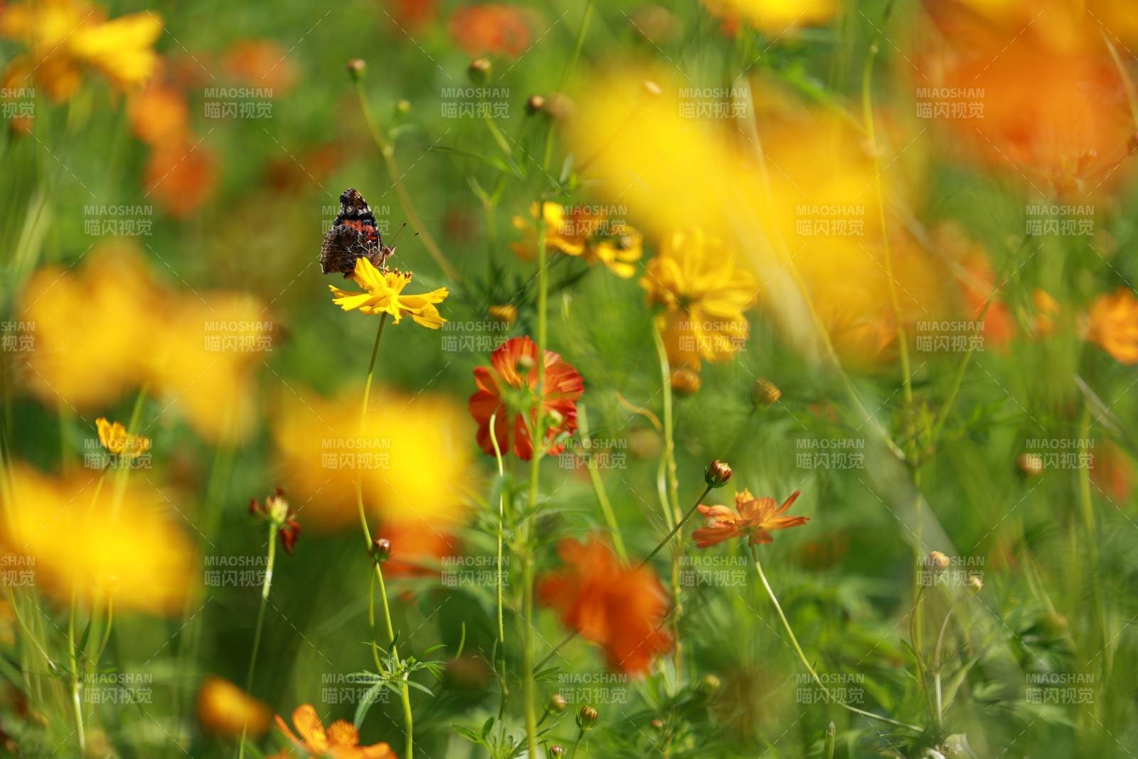 花丛中的蜜蜂图片