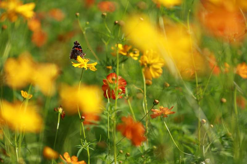 花丛中的蜜蜂图片