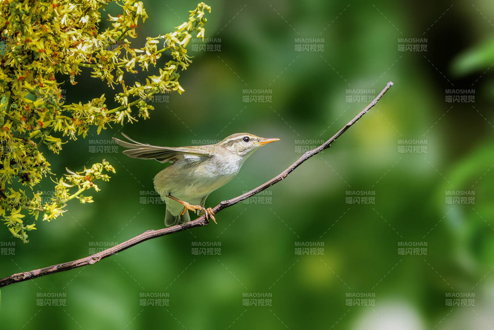 上海世纪公园柳莺图片
