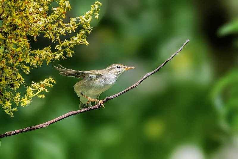 上海世纪公园柳莺图片