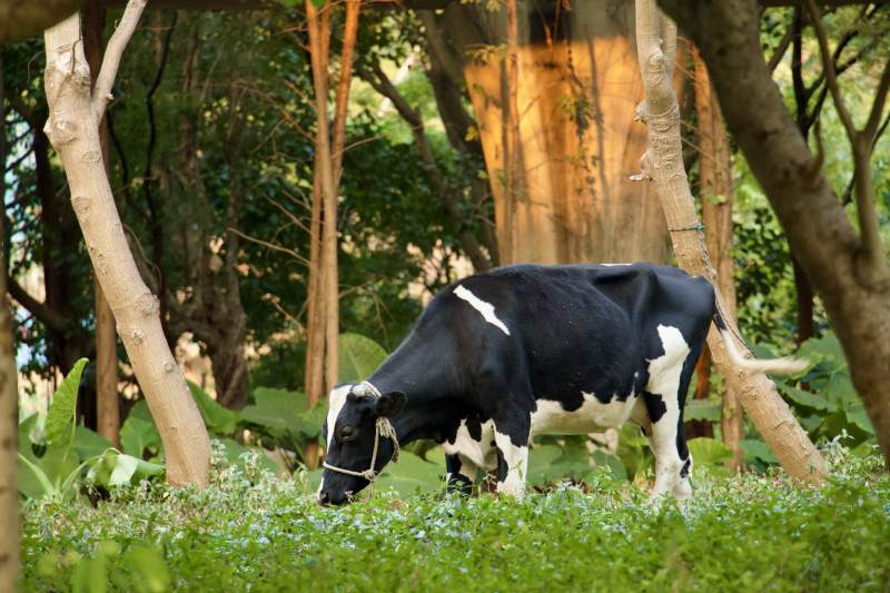 林间奶牛觅食图片
