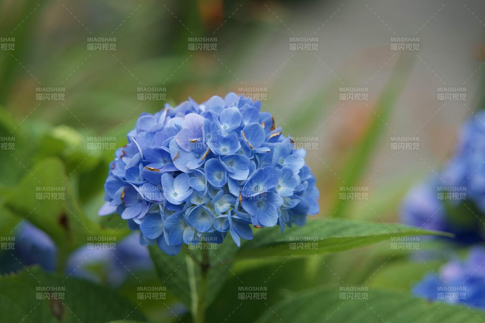 蓝绣球花绽放图片