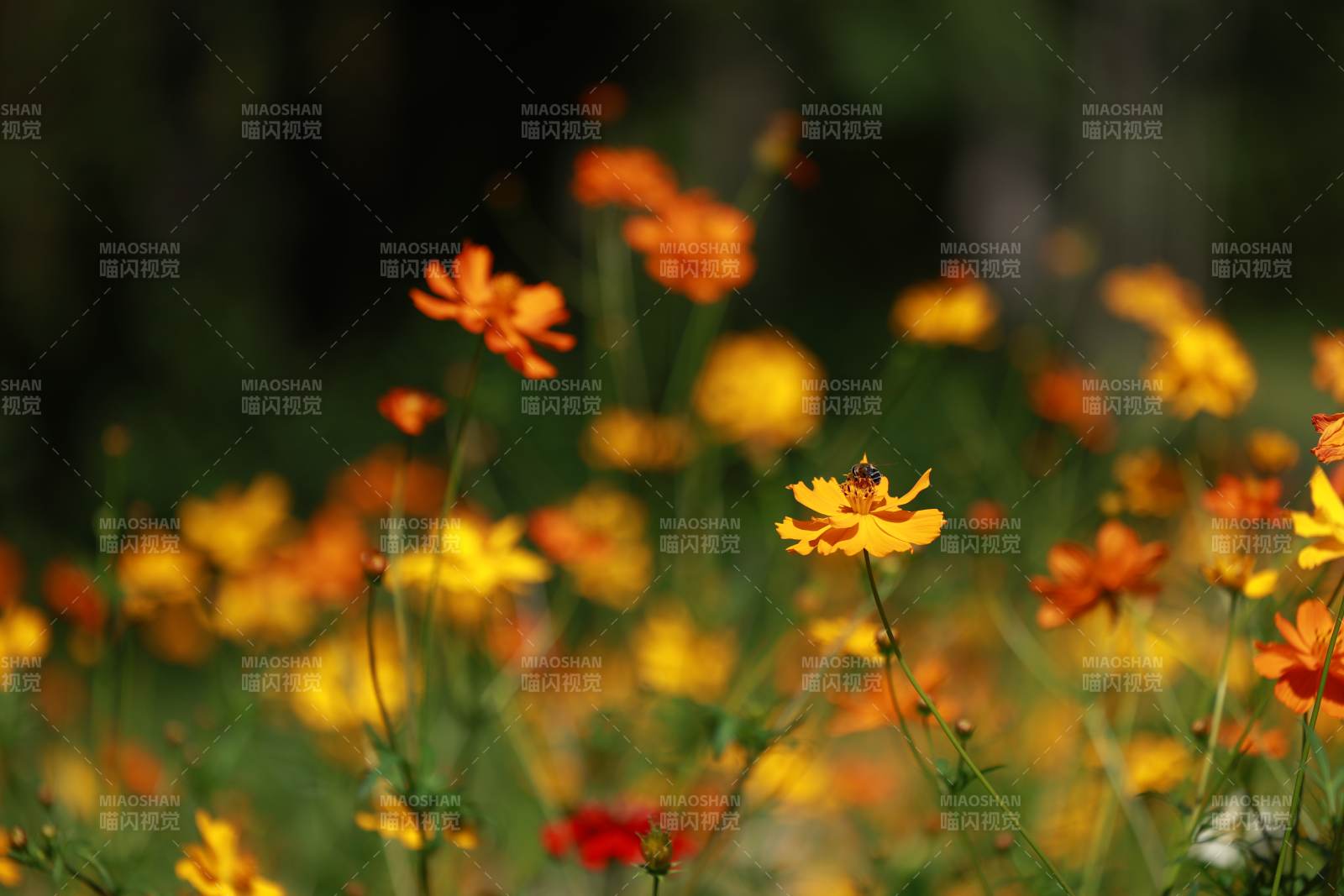 花海中的蜜蜂图片