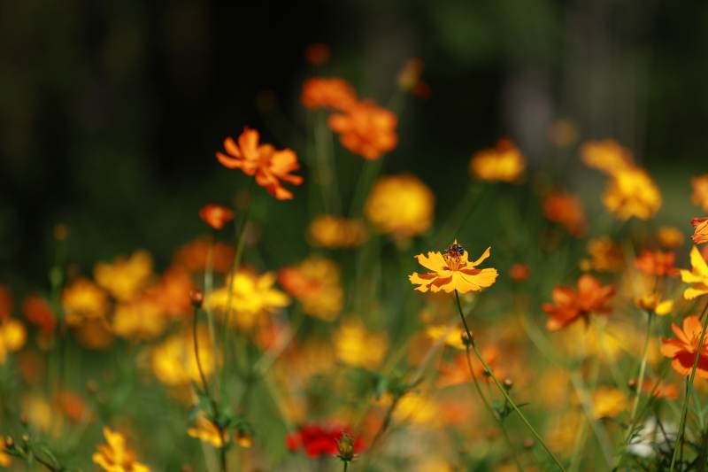 花海中的蜜蜂图片