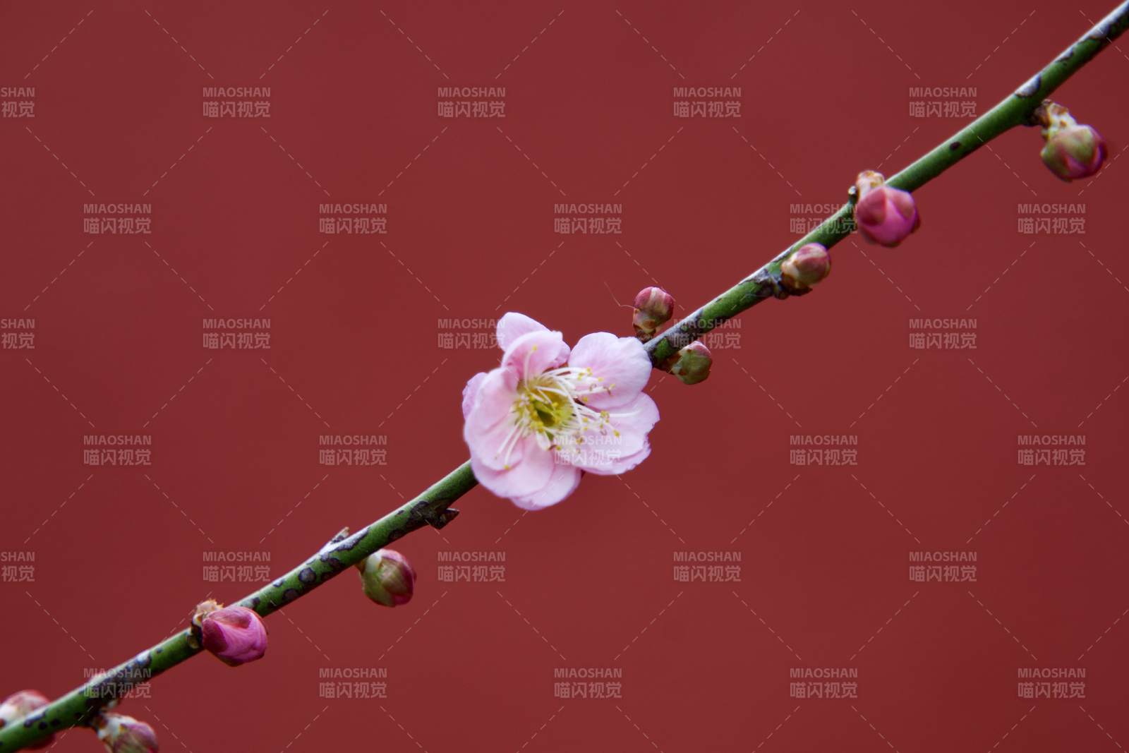 梅花绽放枝头图片