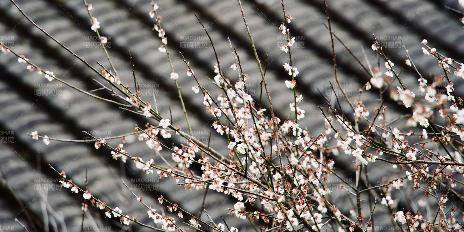 梅花绽放枝头图片