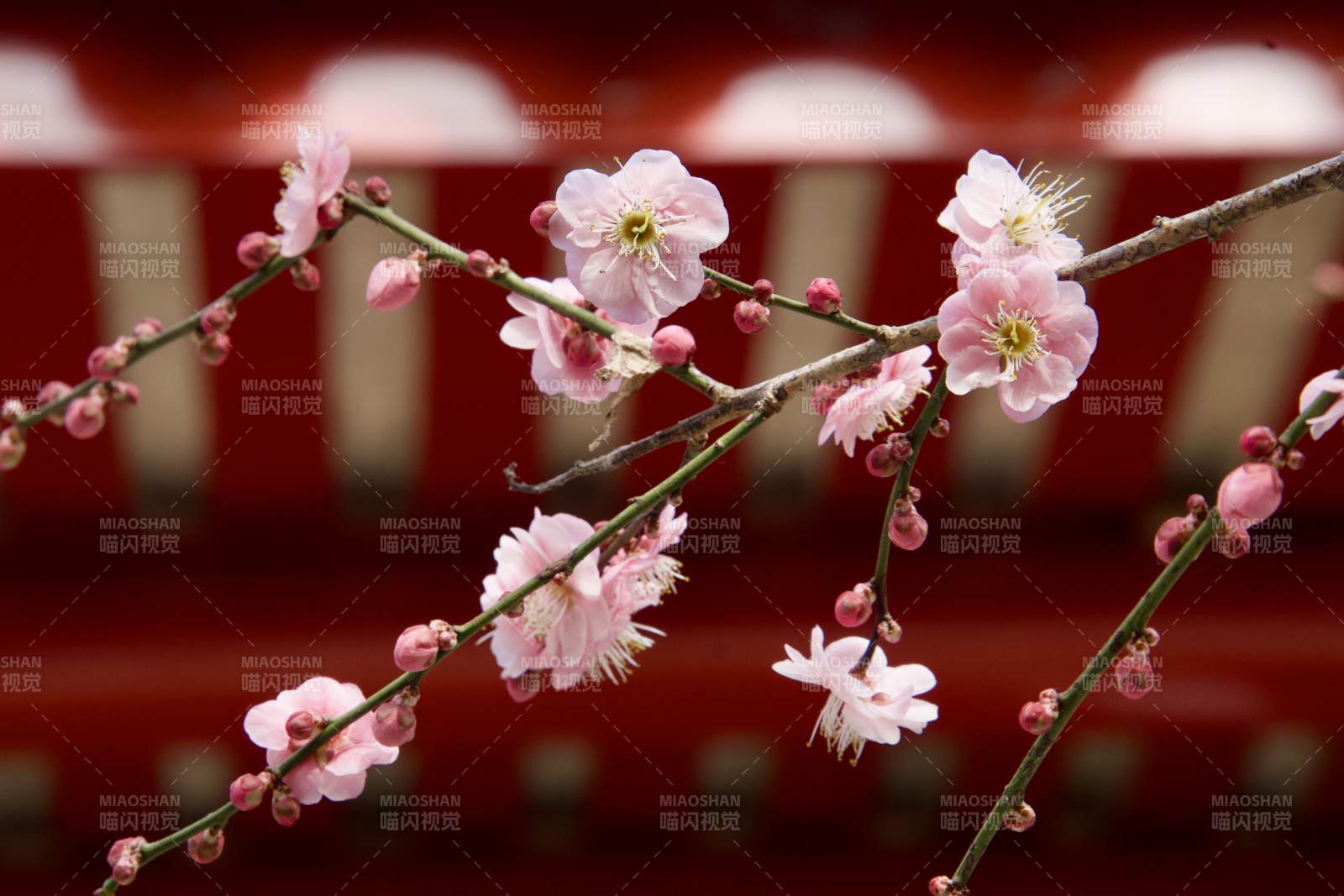 梅花绽放枝头图片