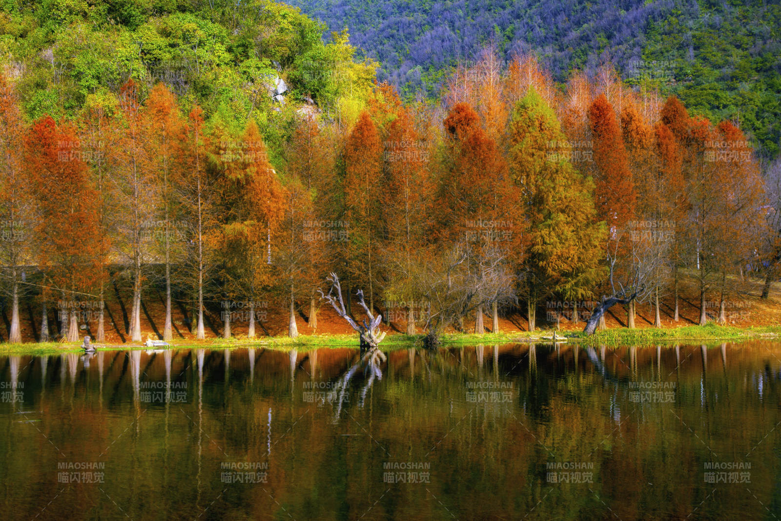 红林染秋色(贵阳花溪十里河滩)图片