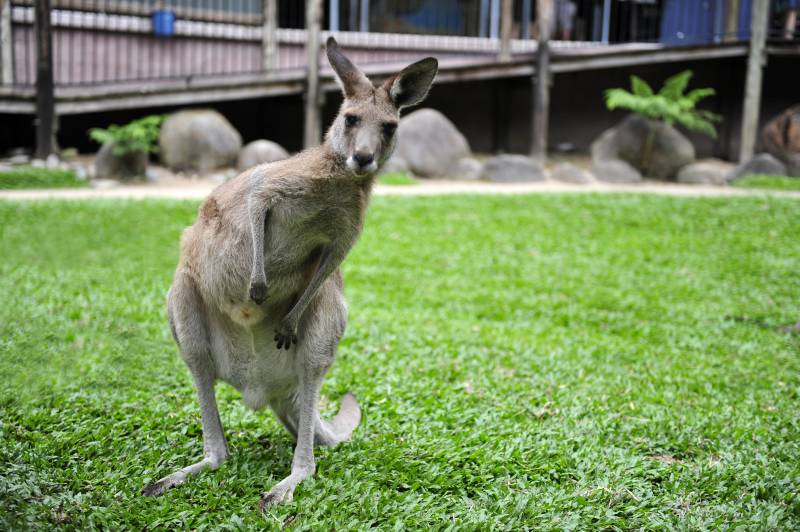袋鼠在草地上站立图片