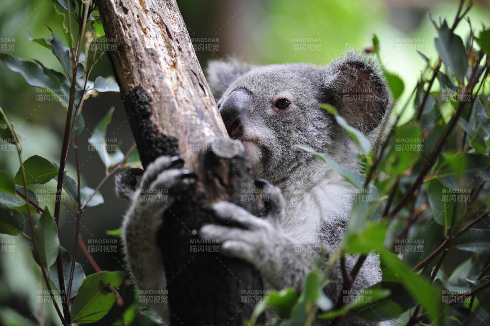 树上萌萌的考拉图片