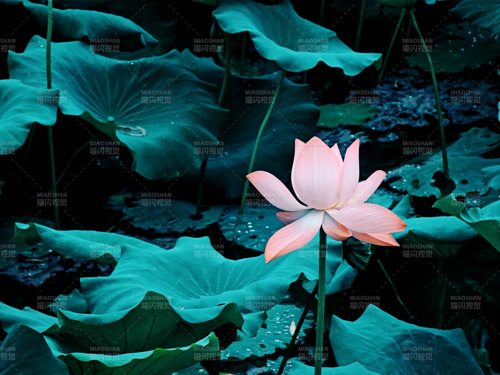 粉莲映碧叶图片