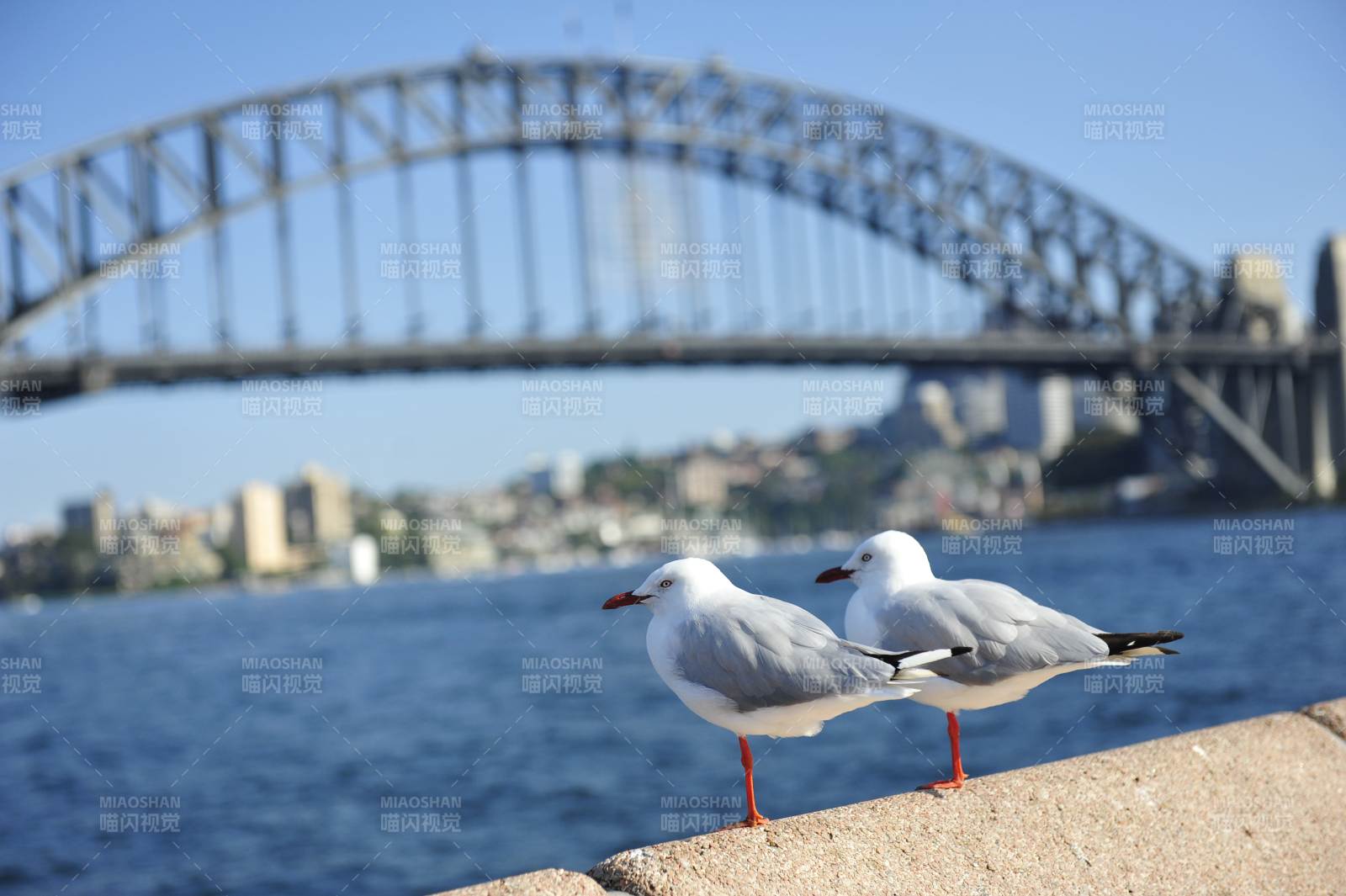 悉尼海港大桥图片