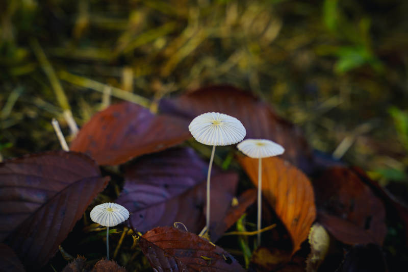 林间小伞菌图片