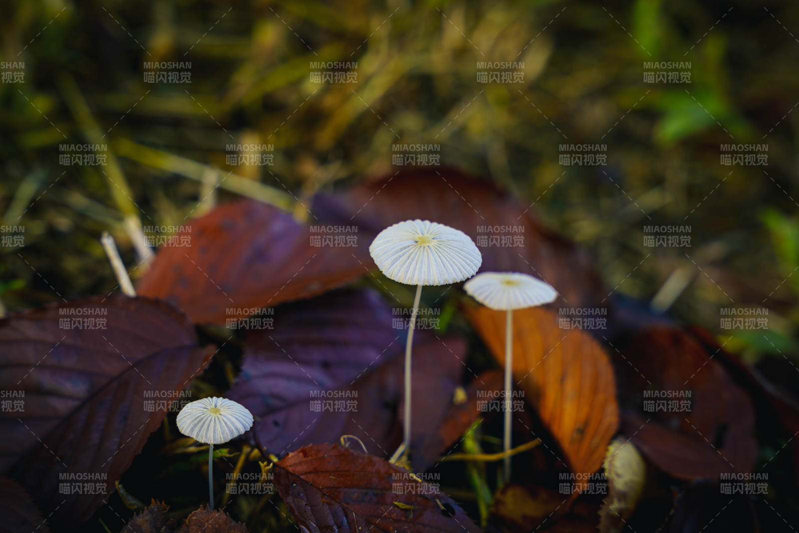 林间小伞菌图片