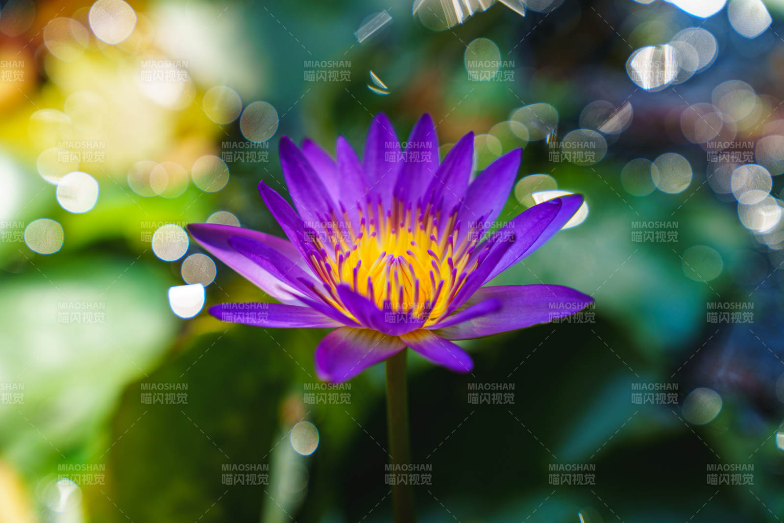 紫莲绽放水中央图片