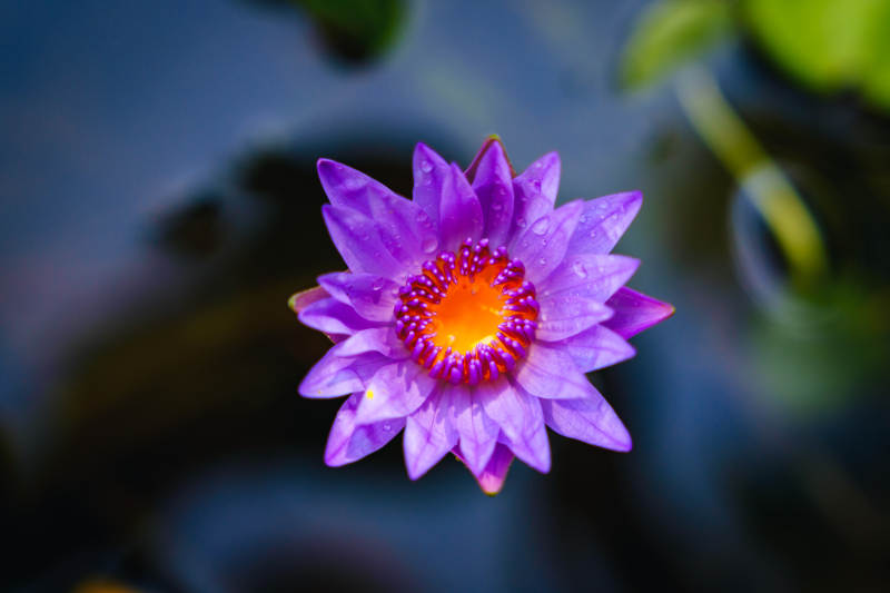 紫莲绽放水面图片