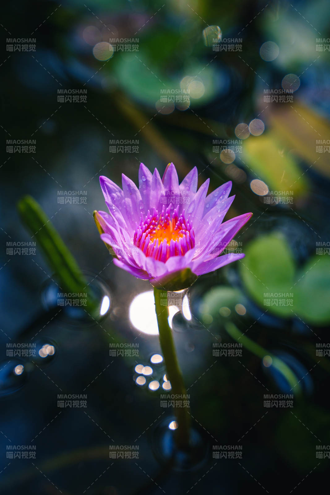紫莲绽放水中央图片