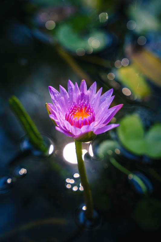 紫莲绽放水中央图片