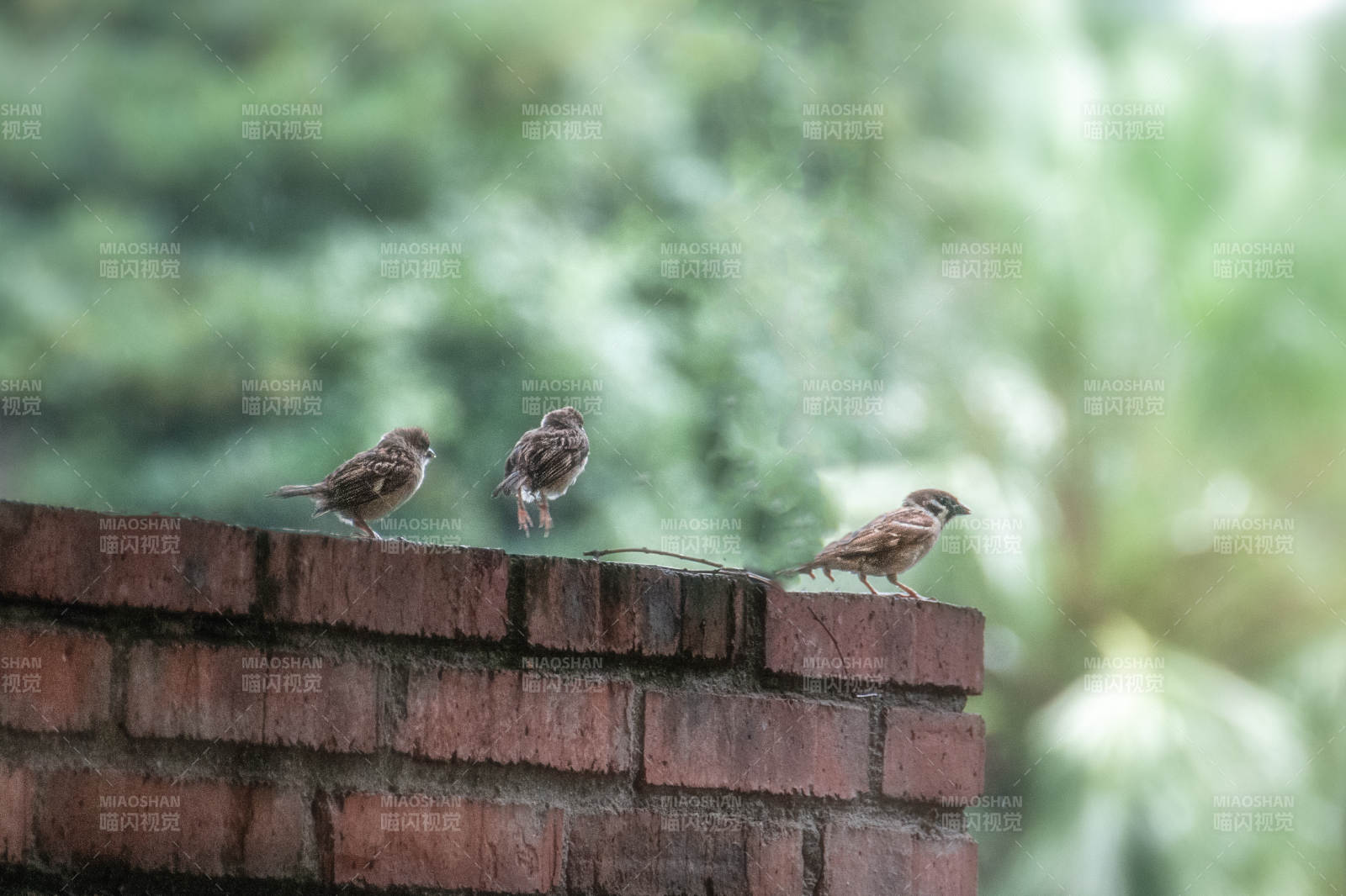 三鸟栖砖墙图片