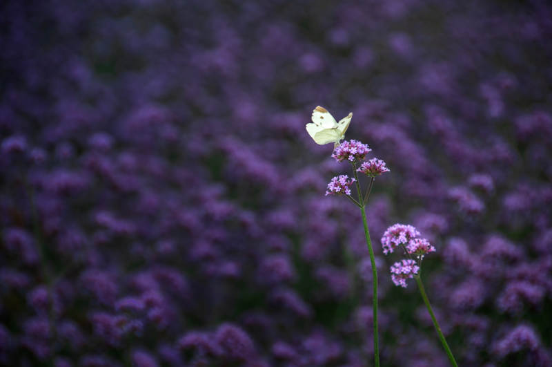 蝶舞紫花丛图片