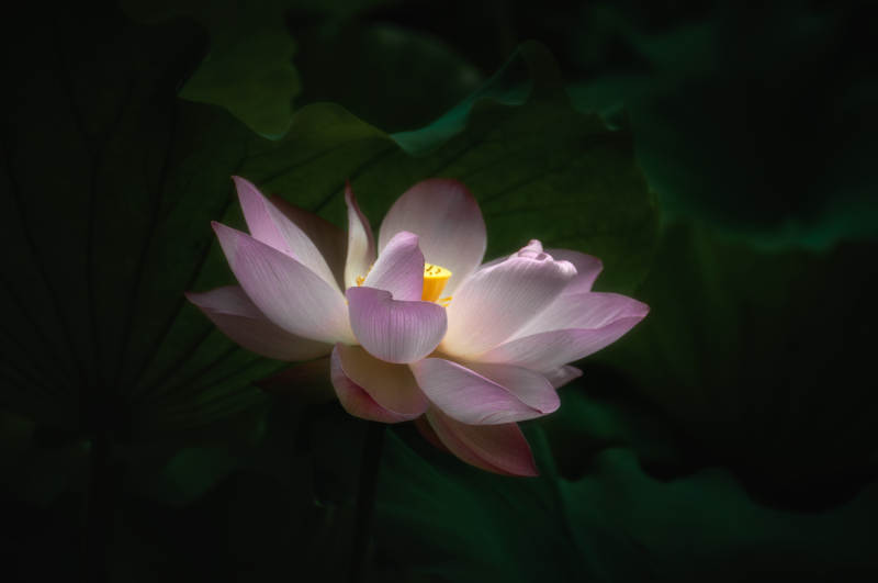 夜色中的莲花绽放图片