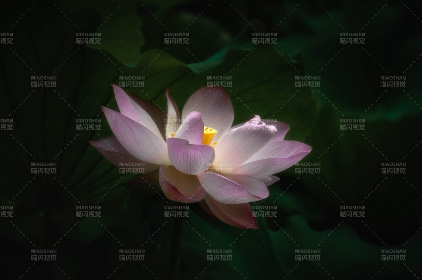 夜色中的莲花绽放图片