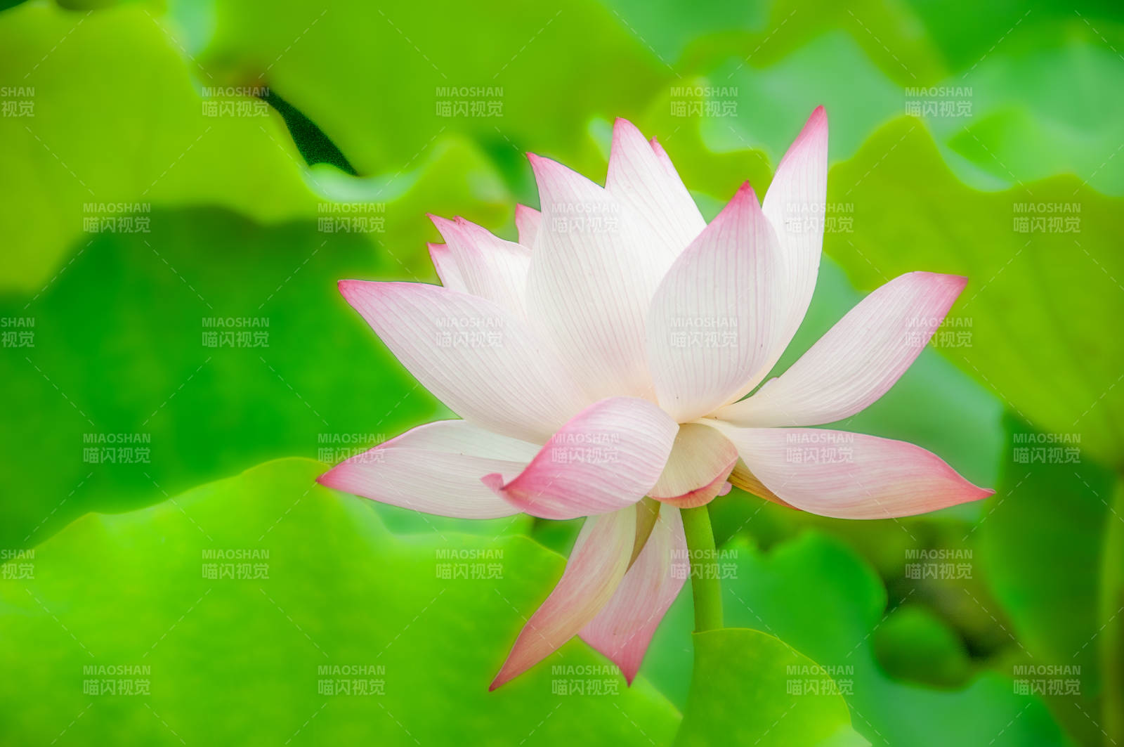 粉白莲花绽放图片