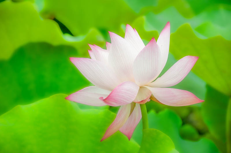 粉白莲花绽放图片