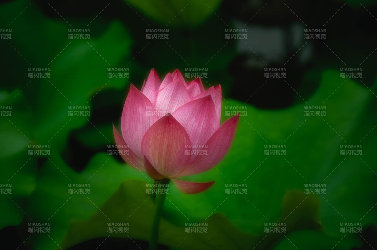 粉莲绽放绿叶间图片