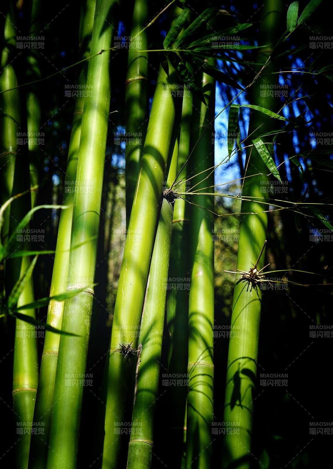 竹影婆娑图片