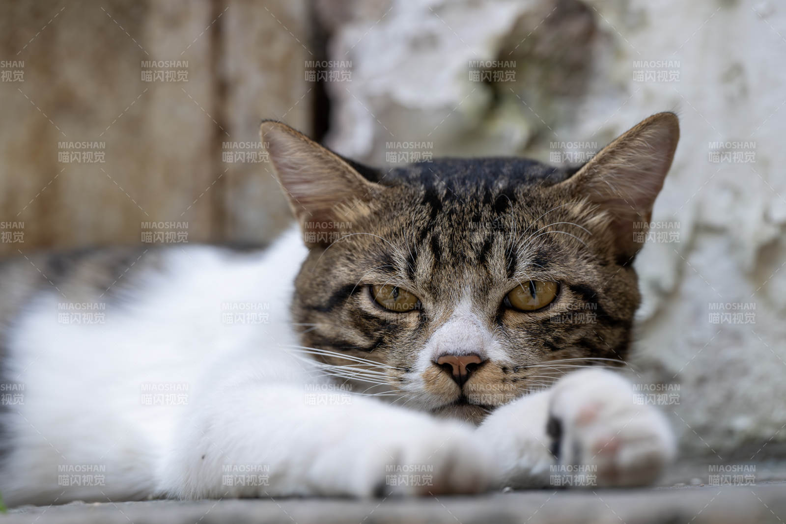 慵懒猫咪躺卧中图片
