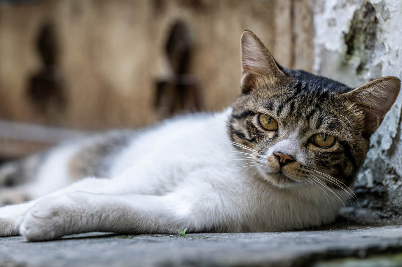 慵懒猫咪倚墙卧图片