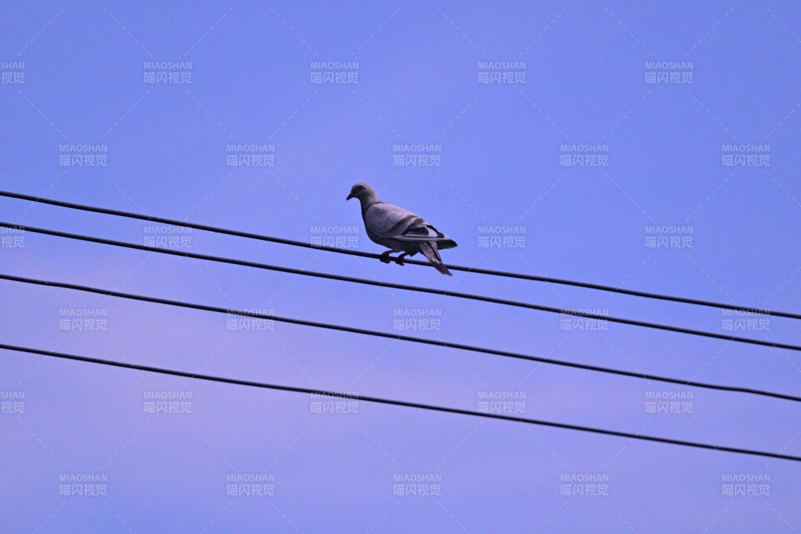 鸽子栖息电线图片